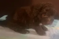 Red Fluffy chocolate M, a male Yorkipoo for sale in Sacramento, CA – Photo 2 of 2