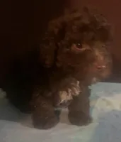 Red Fluffy chocolate M, a male Yorkipoo for sale in Sacramento, CA – Photo 1 of 2