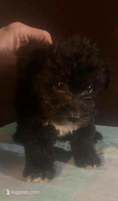 OREO black M yorkiepoo  – Yorkipoo puppy for sale in Sacramento, CA