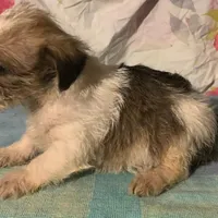 RESERVED yorkipooX F , a female Yorkipoo and Chorkie for sale in Sacramento, CA – Photo 2 of 2