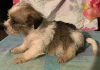 RESERVED yorkipooX F , a female Yorkipoo and Chorkie for sale in Sacramento, CA – Photo 2 of 2