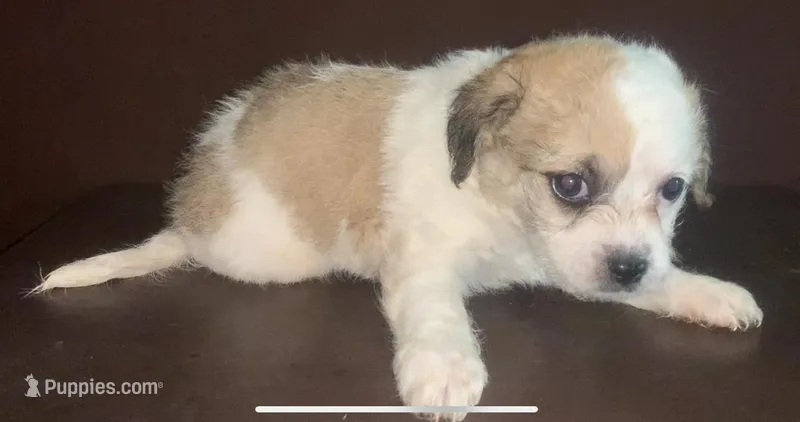 Small white/tan F shorkiepoo – Shihpoo, Yorkipoo puppy for sale in Sacramento, CA