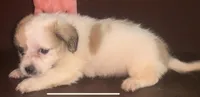 Small white/tan F shorkiepoo, a female Shihpoo and Yorkipoo for sale in Sacramento, CA – Photo 2 of 2