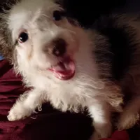 Sweet male mix aprox 12lbs morkiepoo, a male Maltipoo and Yorkipoo for sale in Sacramento, CA – 1 of 1