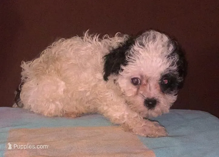 Small  Yorkiepoo Fluffy M – Yorkipoo, Yorkshire Terrier puppy for sale in Sacramento, CA