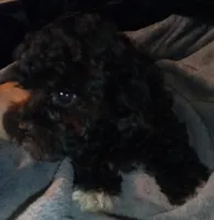 SOLD! Tiny male oreo, a male Yorkipoo and Poodle - Miniature  for sale in Sacramento, CA – Photo 1 of 3