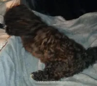 SOLD! Tiny male oreo, a male Yorkipoo and Poodle - Miniature  for sale in Sacramento, CA – Photo 3 of 3