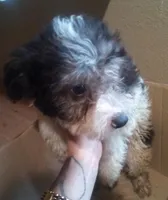 sold toy poodle mix Male, a male Maltipoo and Yorkipoo for sale in Sacramento, CA – Photo 5 of 5