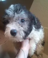 sold toy poodle mix Male, a male Maltipoo and Yorkipoo for sale in Sacramento, CA – Photo 4 of 5