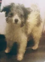 sold toy poodle mix Male, a male Maltipoo and Yorkipoo for sale in Sacramento, CA – Photo 1 of 5