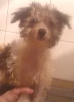 sold toy poodle mix Male, a male Maltipoo and Yorkipoo for sale in Sacramento, CA – Photo 3 of 5