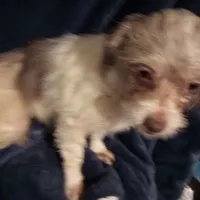 Long Hair F Playful, a female Maltipoo and Shorkie for sale in Sacramento, CA – Photo 2 of 2