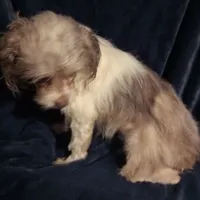 Long Hair F Playful, a female Maltipoo and Shorkie for sale in Sacramento, CA – Photo 1 of 2