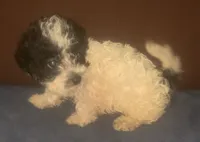 Fluffy Oreo M small, a male Yorkipoo for sale in Sacramento, CA – 2 of 2