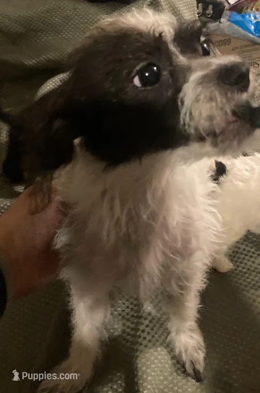 yorkiepoo X terrier oreo – Jack Russell Terrier, Yorkipoo puppy for sale in Sacramento, CA