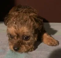 small Girl apricot fluffy, a female Yorkipoo and Yorkshire Terrier for sale in Sacramento, CA – Photo 2 of 2