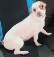retiring mama chi terrier, a female Jack Russell Terrier and Chihuahua for sale in Sacramento, CA – 2 of 6