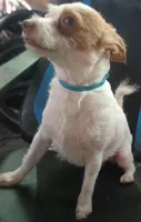 retiring mama chi terrier, a female Jack Russell Terrier and Chihuahua for sale in Sacramento, CA – 3 of 6