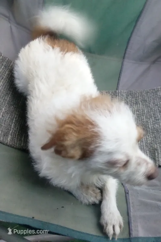 retiring mama chi terrier – Jack Russell Terrier, Chihuahua puppy for sale in Sacramento, CA