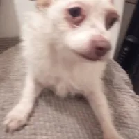 retiring mama chi terrier, a female Jack Russell Terrier and Chihuahua for sale in Sacramento, CA – Photo 3 of 3