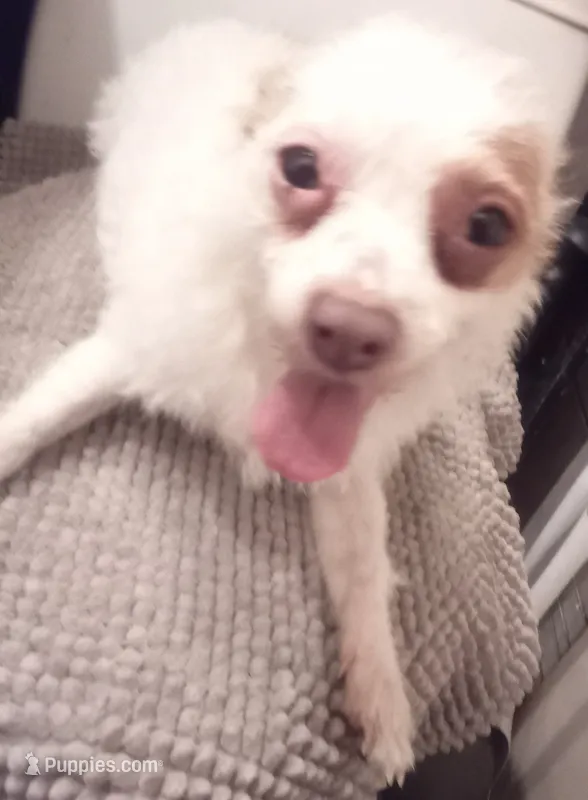 retiring mama chi terrier