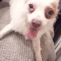 retiring mama chi terrier, a female Jack Russell Terrier and Chihuahua for sale in Sacramento, CA – Photo 1 of 3