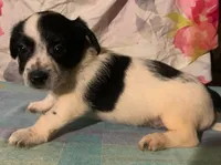pinto yorkiepooX M, a male Yorkipoo and Chorkie for sale in Sacramento, CA – Photo 2 of 2