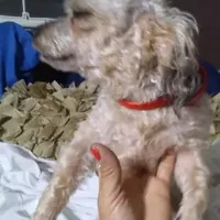 6lb male Golden, a male Yorkipoo and Yorkshire Terrier for sale in Sacramento, CA – Photo 1 of 3