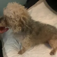 6lb male Golden, a male Yorkipoo and Yorkshire Terrier for sale in Sacramento, CA – Photo 3 of 3