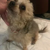 6lb male Golden, a male Yorkipoo and Yorkshire Terrier for sale in Sacramento, CA – Photo 2 of 3