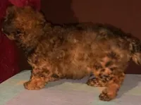 small Male fluffy hair , a male Yorkipoo and Yorkshire Terrier for sale in Sacramento, CA – Photo 2 of 2