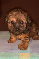 small Male fluffy hair , a male Yorkipoo and Yorkshire Terrier for sale in Sacramento, CA – Photo 1 of 2