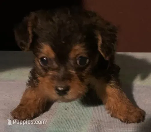 Tiny F short hair? yorkie like