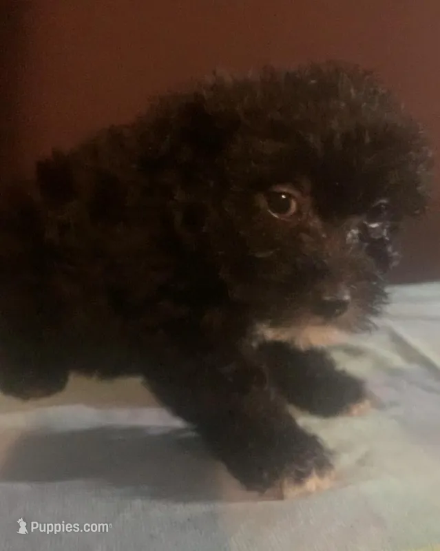 small FLUFFY M yorkiepoo – Yorkipoo puppy for sale in Sacramento, CA