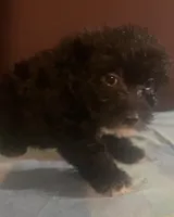 small FLUFFY M yorkiepoo, a male Yorkipoo for sale in Sacramento, CA – Photo 1 of 2