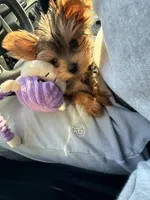 Morkie, a male Morkie for sale in Houston, TX – 2 of 6