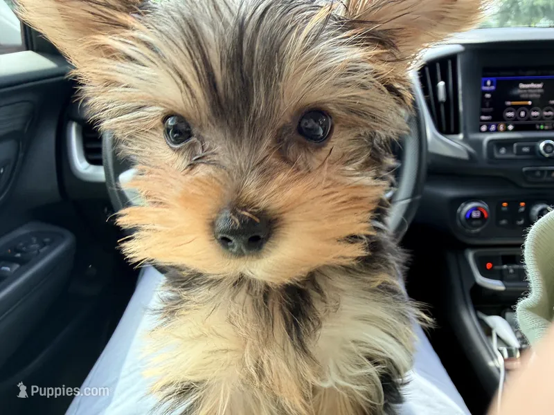 Morkie – Morkie puppy for sale in Houston, TX