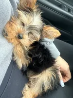 Morkie, a male Morkie for sale in Houston, TX – 3 of 6