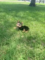 Morkie, a male Morkie for sale in Houston, TX – 5 of 6