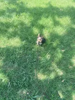 Morkie, a male Morkie for sale in Houston, TX – 4 of 6