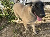 Silver boy , a male Belgian Tervuren for sale in Cherry Valley, CA – 9 of 10