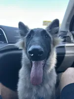 Silver boy , a male Belgian Tervuren for sale in Cherry Valley, CA – 8 of 10