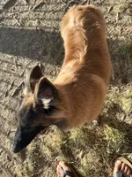 Red boy , a male Belgian Tervuren for sale in Cherry Valley, CA – 2 of 3