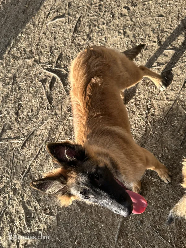 Red girl  – Belgian Tervuren puppy for sale in Cherry Valley, CA
