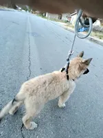 Silver boy , a male Belgian Tervuren for sale in Cherry Valley, CA – 3 of 7