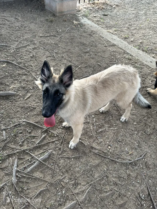 Silver girl  – Belgian Tervuren puppy for sale in Cherry Valley, CA
