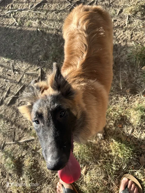Red boy  – Belgian Tervuren puppy for sale in Cherry Valley, CA