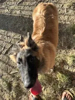 Red boy , a male Belgian Tervuren for sale in Cherry Valley, CA – 1 of 3