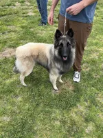 Silver boy , a male Belgian Tervuren for sale in Cherry Valley, CA – 7 of 7