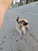 Silver boy , a male Belgian Tervuren for sale in Cherry Valley, CA – 5 of 7